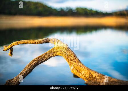 Ein toter Baumzweig taucht auf, als der Wasserstand im Stausee Puente Nuevo am Fluss Guadiato, Villaviciosa de Córdoba, Andalucía, Spanien, zurückgeht. Stockfoto