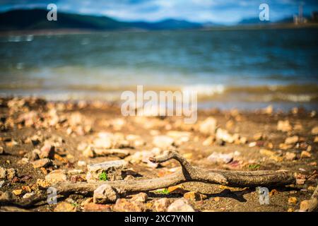 Ein toter Baumzweig taucht auf, als der Wasserstand im Stausee Puente Nuevo am Fluss Guadiato, Villaviciosa de Córdoba, Andalucía, Spanien, zurückgeht. Stockfoto