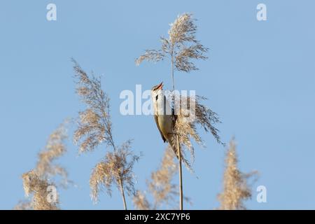 Ein großer Schilffiger sitzt auf einem Schilf vor einem blauen Himmel Stockfoto