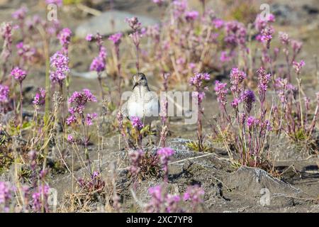 Der erwachsene Temminck-Stint steht zwischen Blumen Stockfoto