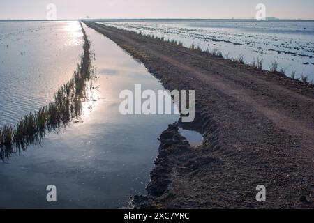 Wunderschöner Sonnenaufgang über den friedlichen Reisfeldern in Isla Mayor, Sevilla, Spanien, der die Ruhe und Ruhe der Landschaft einfängt. Stockfoto