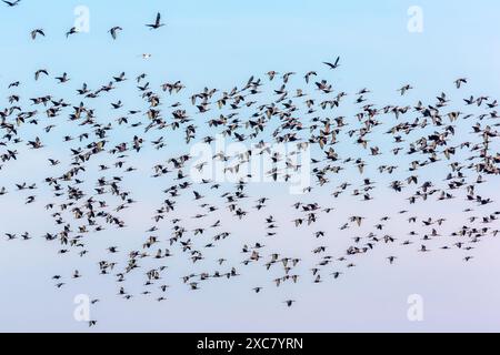 Eine große Schar von Glossy Ibis-Vögeln im Flug über die Isla Mayor in der Region Doñana bei Sevilla, Spanien. Stockfoto