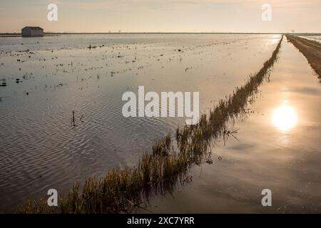 Wunderschöner Sonnenaufgang über den friedlichen Reisfeldern in Isla Mayor, Sevilla, Spanien, der die Ruhe und Ruhe der Landschaft einfängt. Stockfoto