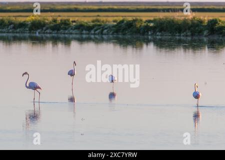 Eine ruhige Szene mit Flamingos, die während des Sonnenaufgangs in Doñana, España, im ruhigen Wasser stehen. Fängt die Schönheit der Tierwelt und der Natur ein. Stockfoto