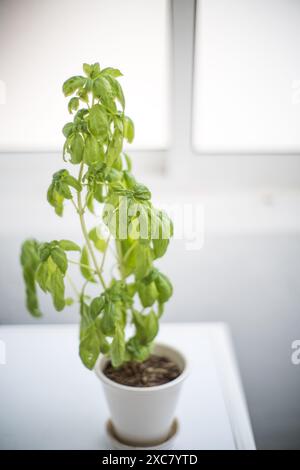 Eine lebendige grüne Basilikumpflanze in einem weißen Topf, die drinnen auf einer Fensterbank sitzt. Perfekt für Gartenfreunde und kulinarische Zwecke. Stockfoto