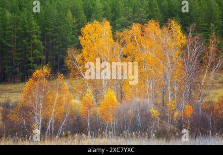 Herbstlandschaft mit Birken an einem sonnigen Tag Stockfoto