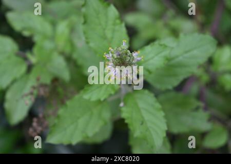 Blick von oben auf eine Spitze der Blüte des Heiligen Basilikums (Ocimum tenuiflorum), die auf einem Zweig blüht Stockfoto