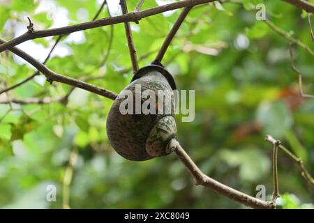 Ansicht einer riesigen Landschnecke (Acavus phoenix), die sich tagsüber nach einem Regen an einem Chilipflanzenstamm festhält. Stockfoto