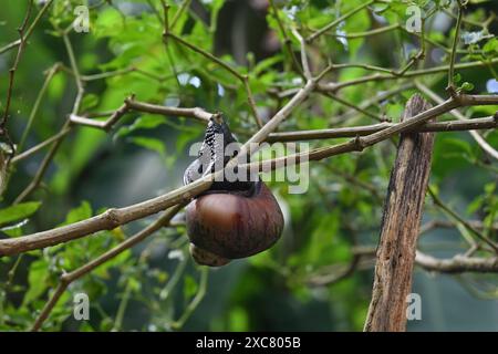 Ansicht einer riesigen Landschnecke (Acavus phoenix) von unten, die sich an einem Chili-Pflanzenstamm festhält. Die Landschnecke hat ihren Griff am Stiel festgezogen Stockfoto