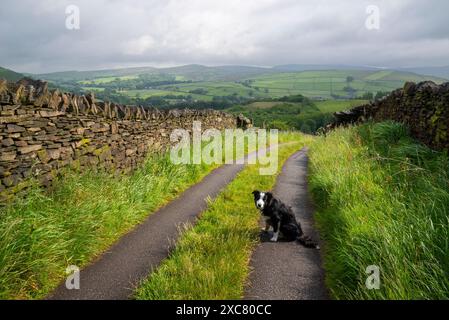 Little Border Collie auf einem Farmweg in den Hügeln des Peak District Nationalparks im Sommer. Stockfoto