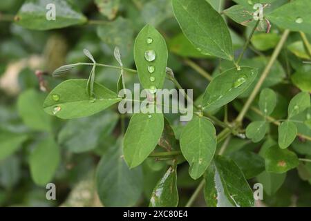 Wassertröpfchen, die nach einem Regen auf der Mitte der frischen Blattoberfläche von Schmetterlingserbsenreben (Clitoria ternatea) gesammelt werden. Stockfoto