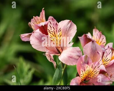 Pinkfarbene peruanische Lilien blühen in einem Garten in der Nähe von Yokohama, Japan. Stockfoto