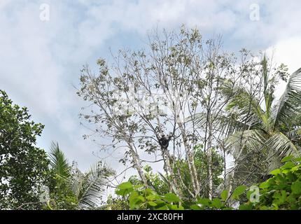 Ein gräulich-schwarz gefärbter Affe, bekannt als die getuftete graue Sprache (Semnopithecus priam), starrt auf einem Zweig eines hohen Nandu-Holzbaums Stockfoto