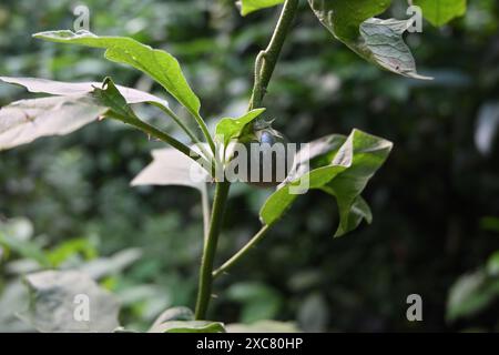 Blick auf eine unreife runde Auberginen-Frucht, die am Pflanzenstamm hängt. Diese kleine Frucht gehört zur Art der Auberginen (Solanum melongena). Stockfoto