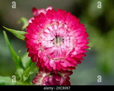 Elegante Zinnia Blumen, Zinnia elegans, blühen in einem Blumenbeet in einem Park in der Nähe von Yokohama, Japan. Stockfoto