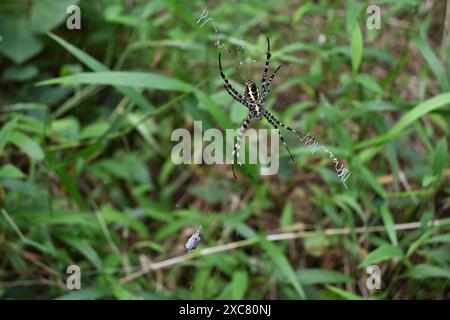 Ventrale Seitenansicht einer Andreaskreuzspinne, die in der Mitte ihres Spinnennetzes in einem Rasenbereich sitzt. Diese Araneidae-Familie ist bekannt für ihre Stockfoto