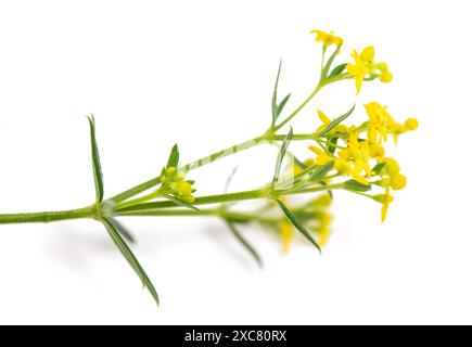 Damenbettstroh blüht isoliert auf weiß Stockfoto