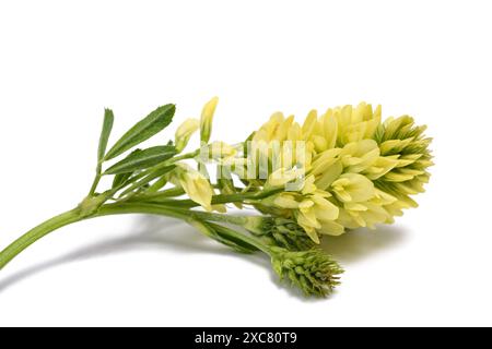 Medicago Blume isoliert auf weißem Hintergrund Stockfoto