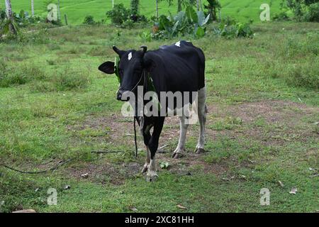 Eine neugierige schwarze Hauskuh mit einem gefesselten Seil steht auf einem Grasbereich in der Nähe eines Reisfeldes Stockfoto