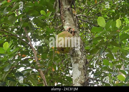 Eine noch nicht reife Frucht hängt in einem niedrigen Winkel von einem jungen Baum Stockfoto