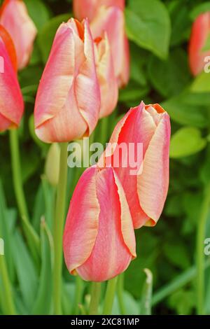 Tulpe 'atemberaubende Aprikose', eine einzige, späte Art von Tulpe Stockfoto