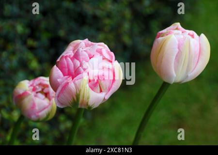 Tulip 'Finola', eine doppelte, späte Art von Tulpe Stockfoto