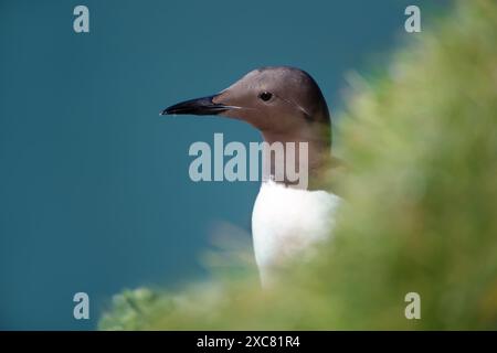 Nahaufnahme einer gewöhnlichen guillemot auf einer Klippe Stockfoto