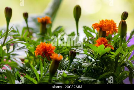 Ein Topf Ringelblumen, Calendula officinalis, wächst auf einer Fensterbank. Selektiver Fokus. Stockfoto
