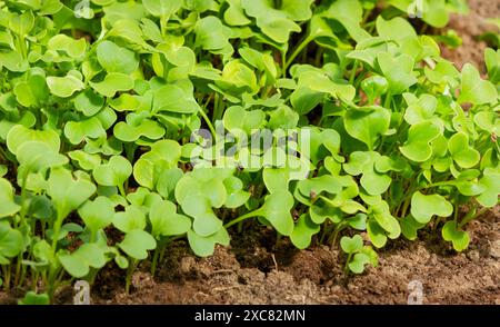 Junge Rettichsprossen wachsen im Gartenbeet. Rettich-Setzlinge im Garten. Grüne Rettichblätter. Nahaufnahme. Selektiver Fokus. Stockfoto