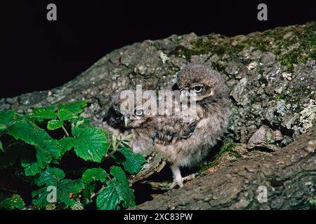 Die kleine Eule Athene noctua, zwei gut gefiederte Junge am Nesteingang in einer Eiche, in der Nähe von Bagnum, Ringwood, Hampshire, England, UK Stockfoto