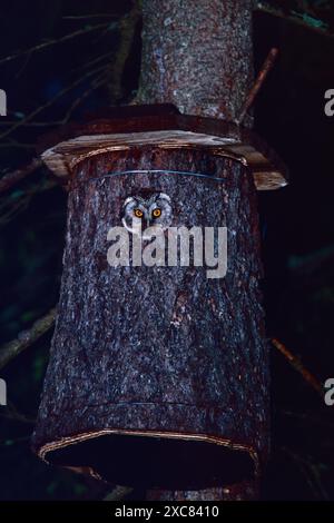 Tengmalms Eule Aegolius funereus blickt aus dem Nestkasten, in der Nähe von Oulu, Finnland Stockfoto