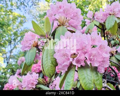 Rosa Rhododendronblüten im Frühsommer. Stockfoto