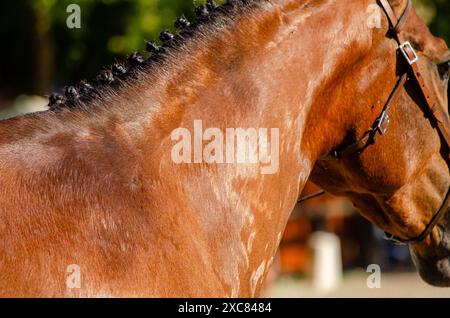 Geflochtene Mähnen eines braunen Pferdes, Teilporträt Stockfoto