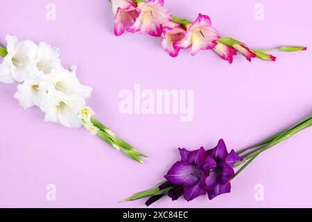 Grußkarte zum Muttertag. Weiße, lila und rosa Gladiolen-Blüten auf rosa Hintergrund. Stockfoto