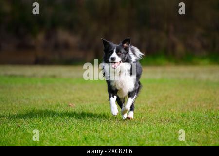 Border Collie Hund läuft im Park. Reinrassiger männlicher Hund, der auf grünem Gras spielt, Bäume im Hintergrund Stockfoto