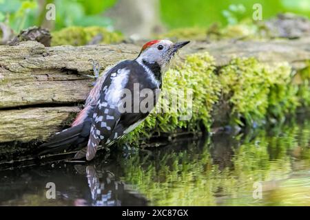 Mittelspecht, Dendrocoptes medius, Einzelerwachsener Badespaß im Flachbecken, Hortobagy, Ungarn, 1. Mai 2024 Stockfoto