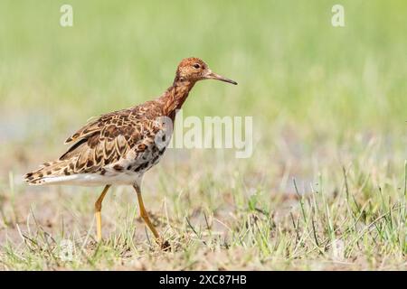 Ruff, Philomachus pugnax oder Calidris pugnax, alleinerwachsener Mann im Zuchtgefieder auf kurzer Vegetation, Hortobagy, Ungarn, 29. April 2024 Stockfoto