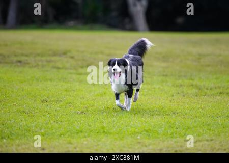 Border Collie Hund läuft im Park. Reinrassiger männlicher Hund, der auf grünem Gras spielt, Bäume im Hintergrund Stockfoto