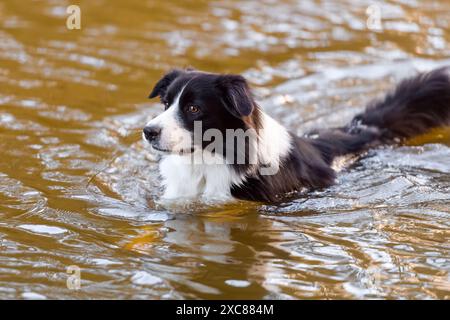 Männlicher Border Collie Hund schwimmt im Wasser. Nasse reinrassige Hunde, die im Flusssee mit braunem Wasser baden. Stockfoto