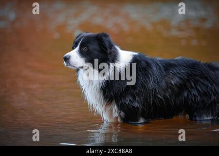 Männlicher Border Collie Hund schwimmt im Wasser. Nasse reinrassige Hunde, die im Flusssee mit braunem Wasser baden. Stockfoto