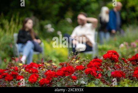 München, Deutschland. Juni 2024. Trotz des bewölkten Himmels sind die Pflanzen im Rosengarten farbenfroh. Es wird auch erwartet, dass es in den kommenden Tagen regnerisch und bewölkt sein wird. Quelle: Stefan Puchner/dpa/Alamy Live News Stockfoto