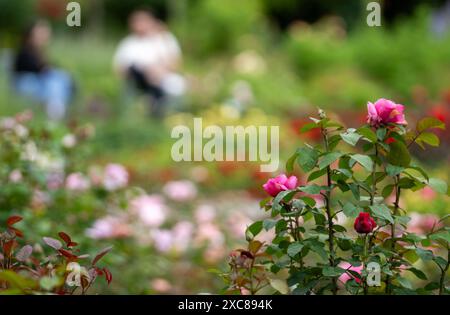 München, Deutschland. Juni 2024. Trotz des bewölkten Himmels sind die Pflanzen im Rosengarten farbenfroh. Es wird auch erwartet, dass es in den kommenden Tagen regnerisch und bewölkt sein wird. Quelle: Stefan Puchner/dpa/Alamy Live News Stockfoto