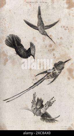 Diese Vintage-Ätzung zeigt vier verschiedene Kolibri-Arten, die akribisch in Schwarz und weiß dargestellt werden. Die Vögel werden in verschiedenen Posen dargestellt und zeigen ihr einzigartiges Gefieder und ihre zarten Merkmale. Das Kunstwerk zeigt eine große Liebe zum Detail und fängt die Anmut und Schönheit dieser faszinierenden Kreaturen ein. Stockfoto
