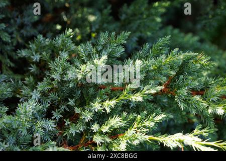 Hellweißlich-grüne blaue Nadeln von Juniperus squamata. Himalaya-wacholder für Gartendekorationen. Interessantes Naturkonzept für die Hintergrundgestaltung. Konz Stockfoto