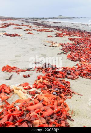 Seetang wurde am Strand von Lista gespült. Suitale für Artikel über Algen und Küstenflora. Lista Beach, Norwegen Stockfoto