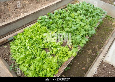 Zwei bepflanzte Beete mit Rucola und Salat im Hof ohne Menschen Stockfoto