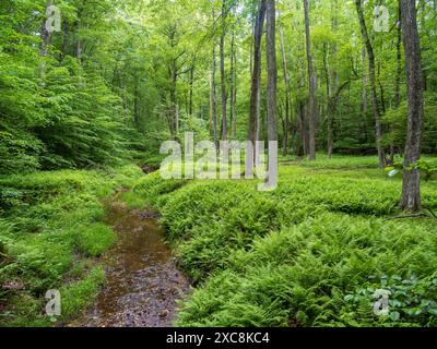 Im Prince William Forest Park, Virginia, schlängelt sich ein mäandernder Bach durch den grünen Wald, umgeben von Farnen und hoch aufragenden Bäumen. Stockfoto