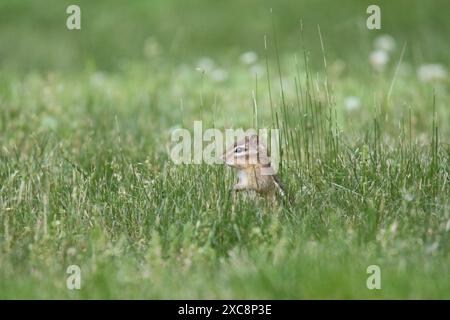 Eastern Chipmunk Tamias striatus sitzt im Sommer auf einem Vorstadtrasen Stockfoto