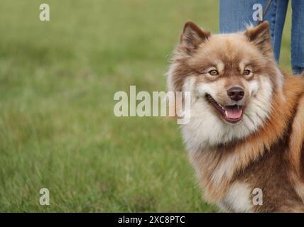 Das Gesicht eines Samoyed Husky Mix Hund. Stockfoto