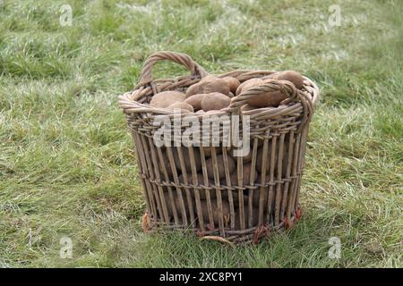 Korb voll mit frisch geerntetem Kartoffelgemüse. Stockfoto